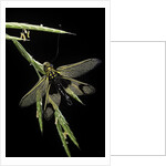 Libelloides longicornis (owlfly) by Anonymous