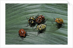 Augocoris gomesii (Amazonia bug) by Anonymous