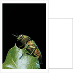 Aurigena unicolor (jewel beetle) by Anonymous