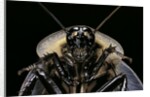Blaberus giganteus (giant cockroach) by Anonymous