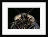 Blaberus giganteus (giant cockroach) by Anonymous