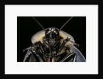 Blaberus giganteus (giant cockroach) by Anonymous