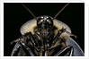 Blaberus giganteus (giant cockroach) by Anonymous