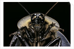 Blaberus giganteus (giant cockroach) by Anonymous