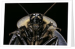 Blaberus giganteus (giant cockroach) by Anonymous