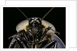 Blaberus giganteus (giant cockroach) by Anonymous