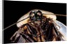 Blaberus giganteus (giant cockroach) by Anonymous