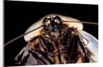 Blaberus giganteus (giant cockroach) by Anonymous