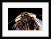 Blaberus giganteus (giant cockroach) by Anonymous