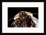Blaberus giganteus (giant cockroach) by Anonymous