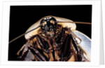 Blaberus giganteus (giant cockroach) by Anonymous