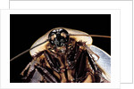 Blaberus giganteus (giant cockroach) by Anonymous