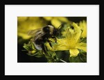 Bombus hortorum (small garden bumblebee) by Anonymous