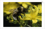 Bombus hortorum (small garden bumblebee) by Anonymous