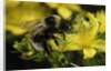 Bombus hortorum (small garden bumblebee) by Anonymous