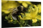 Bombus hortorum (small garden bumblebee) by Anonymous