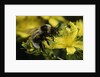 Bombus hortorum (small garden bumblebee) by Anonymous