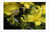 Bombus hortorum (small garden bumblebee) by Anonymous