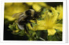 Bombus hortorum (small garden bumblebee) by Anonymous