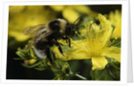 Bombus hortorum (small garden bumblebee) by Anonymous