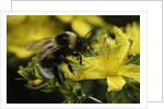 Bombus hortorum (small garden bumblebee) by Anonymous