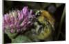 Bombus pascuorum (brown bumblebee, common carder bee) by Anonymous