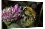 Bombus pascuorum (brown bumblebee, common carder bee) by Anonymous