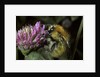 Bombus pascuorum (brown bumblebee, common carder bee) by Anonymous