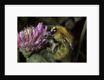 Bombus pascuorum (brown bumblebee, common carder bee) by Anonymous