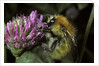 Bombus pascuorum (brown bumblebee, common carder bee) by Anonymous