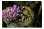 Bombus pascuorum (brown bumblebee, common carder bee) by Anonymous