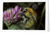 Bombus pascuorum (brown bumblebee, common carder bee) by Anonymous