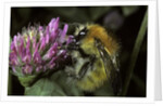 Bombus pascuorum (brown bumblebee, common carder bee) by Anonymous