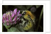 Bombus pascuorum (brown bumblebee, common carder bee) by Anonymous