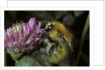 Bombus pascuorum (brown bumblebee, common carder bee) by Anonymous