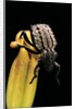 Brachycerus undatus (weevil) by Anonymous