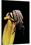Brachycerus undatus (weevil) by Anonymous