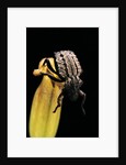 Brachycerus undatus (weevil) by Anonymous
