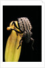 Brachycerus undatus (weevil) by Anonymous