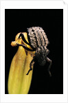 Brachycerus undatus (weevil) by Anonymous