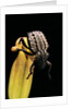 Brachycerus undatus (weevil) by Anonymous