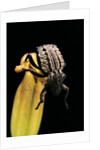Brachycerus undatus (weevil) by Anonymous