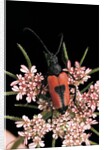 Stictoleptura cordigera (long-horned beetle) by Anonymous
