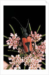 Stictoleptura cordigera (long-horned beetle) by Anonymous