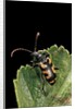 Brachyta borni (long-horned beetle) by Anonymous