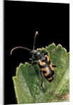 Brachyta borni (long-horned beetle) by Anonymous