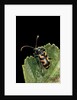 Brachyta borni (long-horned beetle) by Anonymous