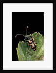 Brachyta borni (long-horned beetle) by Anonymous