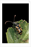 Brachyta borni (long-horned beetle) by Anonymous