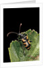 Brachyta borni (long-horned beetle) by Anonymous